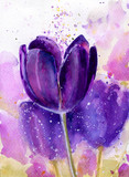 Fototapeta Desenie - Tulips in watercolor. Spring Summer	
