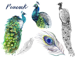 Peacock Feathers Watercolor Graphics. Bright Blue Exotic Birds on Transparent Background