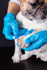 Wall Mural - veterinarian medicine on wound paw