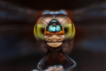 Extreme macro shot eye of dragonfly in wild. Close up detail eye dragonfly is very small. Dragonfly on yellow leave. Selective focus.