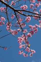 Wall Mural - Prunus cerasoides (also called Mai Anh Dao Da Lat) in full bloom with pinkish white blossoms. These are Dalat local flowers, blooming in spring, creating a magnetic attraction to the locals & visitors