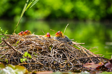 Closeup of a nest with Eurasian coot, Fulica atra, chicks