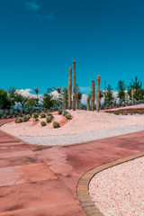 Wall Mural - Ornamental cactus garden