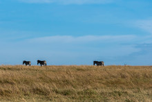 A Herd Of Zebras Walking At The Edge Of Grassland Inside Masai Mara National Reserve During A Wildlife Safari