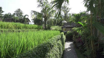 Wall Mural - The camera moves along rice terraces and palm trees of mountain and house of farmers . Bali. Indonesia