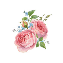 Watercolor Rose Vector Omposition