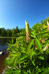 Poster - Lupinus polyphyllus