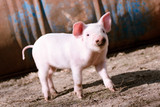 Fototapeta Zwierzęta - cute little pig