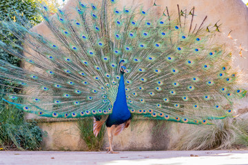 Male peacock showing it's color fan