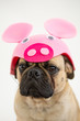 Cute Pug dog wearing a pig hat