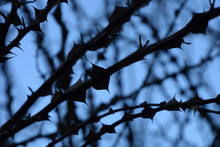 Extreme Detail View Of Branches With Sharp Thorns With Overexpose Effect In Front Of High Contrast Blue Background, Thorn Bush Background Abstract Colored