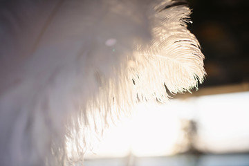  A closeup of bird feathers in sunlight