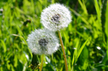 two florets of a dandelion with fluffy ripened seeds