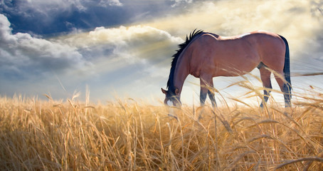 Wall Mural - Horse grazing in field