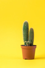  Cactus On Bright Yellow Background.Trendy Abstract Style.Creative Layout.Copy Space For Text.