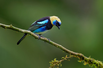 Wall Mural - Golden-hooded Tanager - Tangara larvata medium-sized passerine bird