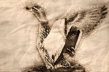 Canvas Print - Sketch of a Mallard Duck Stretching Its Wings While Resting on the Water