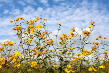 Jerusalem Artichoke Or Helianthus Tuberosus Or Sunroot Or Sunchoke Or Earth Apple Herbaceous Perennial Sunflower Plants With Multiple Bright Yellow Fully Open Blooming Flowers Pointing Towards Cloudy 