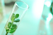 © New Africa - Green plant in test tube on blurred background, closeup. Biological chemistry