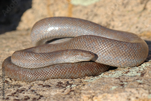 Fotografía Lichanura orcutti Rosy Boa Snake