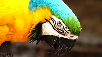 4k colorful parrot with bright plumage of blue, yellow, green and white color. macaw close-up