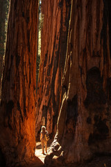 Wall Mural - Hiker in Sequoia national park in California, USA