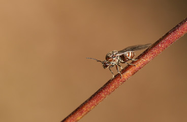 a small gall wasp perching on a twig in woodland in the uk.