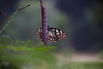 Beautiful blue spotted butterfly hanging on the flower plant in its natural habitat