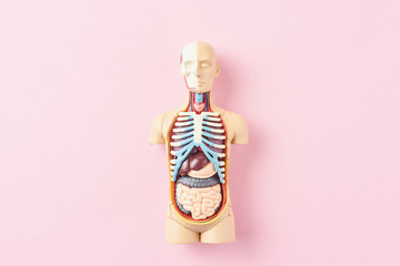 anatomical model of human body with internal organs on a pink background. anatomy body mannequin