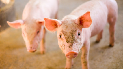 Wall Mural - A piglet was facing his face and had eyes appearing in a rural pig.