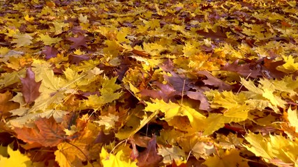 Aufkleber - Autumn city park at sunrise. Camera moving along сolorful autumn leaves in sunrise light. Gimbal shot, 4K