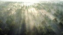 Summer forest early in the morning. Flying over misty pine forest at sunrise. High quality aerial drone shot
