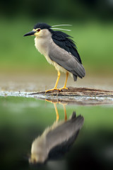 Canvas Print - The black-crowned night heron (Nycticorax nycticorax) watching for fish in shallow water.Heron with reflection in water.