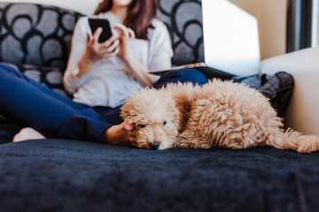 cute brown toy poodle with her young woman owner at home, on the sofa, daytime