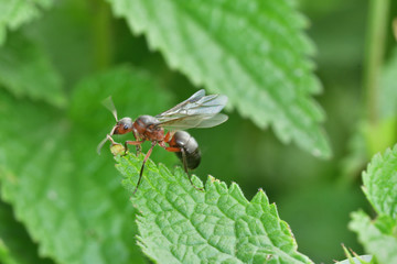 Poster -  forest ant with wings on the green leaf macro photo