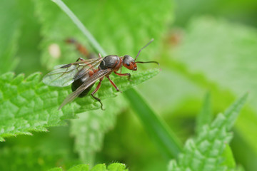 Poster - forest ant with wings on the green leaf macro photo