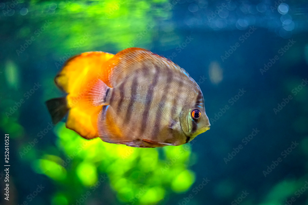 Symphysodon, known as discus, is a genus of cichlids native to the ...