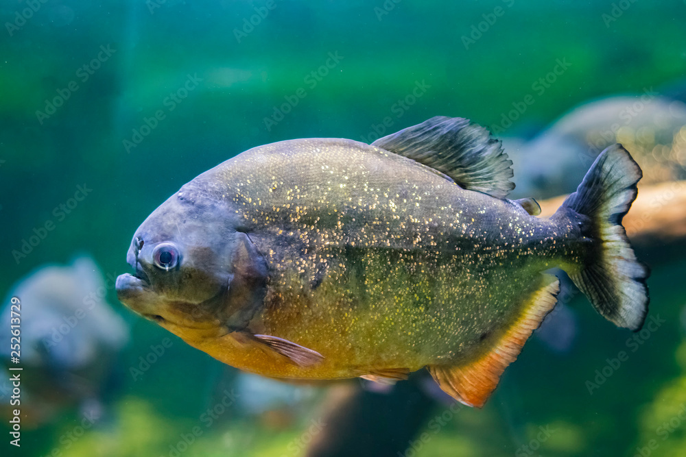 The Red bellied Piranha Also Known As The Red Piranha Pygocentrus the-red-bellied-piranha-also-known-as-the-red-piranha-pygocentrus