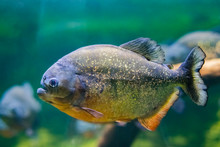 The Red-bellied Piranha, Also Known As The Red Piranha Pygocentrus Nattereri, Is A Species Of Piranha Native To South America