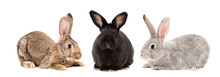 Three Rabbits Together Isolated On White Background