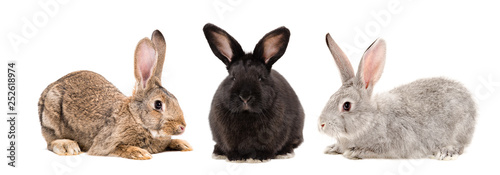 Fotomural Three rabbits together isolated on white background