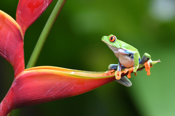 Red-Eyed Leaf Frog on flower