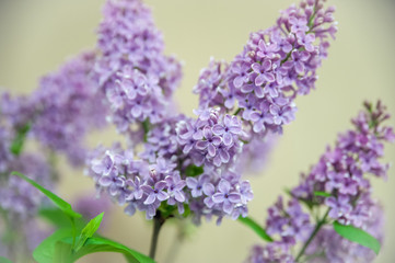 Delicate lilac flowers at flower show, spring background