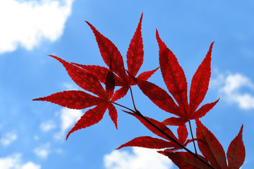 japanize maple leaves