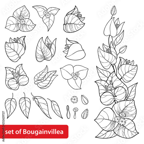 Fotografía Set with outline Bougainvillea or Buganvilla flower bunch with bud and leaf in black isolated on white background