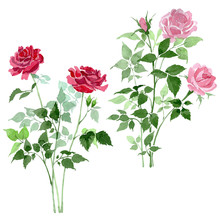 Pink And Red Bush Roses Floral Botanical Flowers. Watercolor Background Set. Isolated Rose Illustration Element.