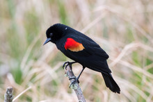 Red Winged Blackbird On A Stick.