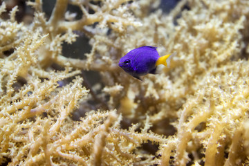 purple fish with yellow tail