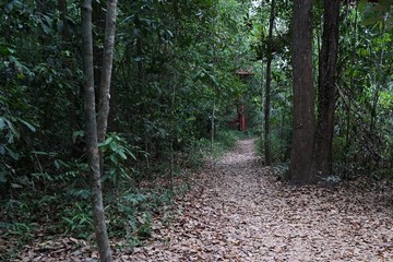 Canvas Print - path in the forest