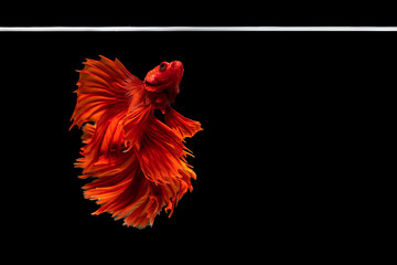 Wall Mural - Halfmoon betta beautiful fish. capture the moving moment beautiful of siam betta fish in thailand on black background. Rhythmic of Betta fish, siamese, fighting fish, betta splendens.